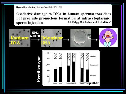 DNA23