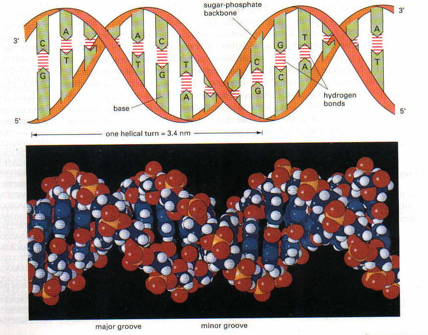 ДНК на силикагеле. DNA Paternity.