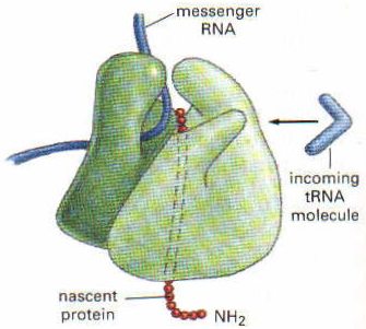 RNA4