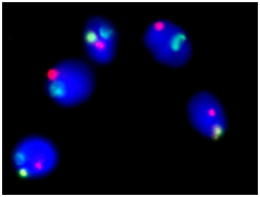 sperm_fish_test