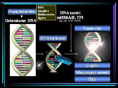 DNA7