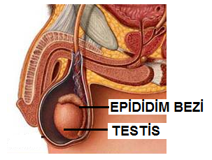 endometazin_1