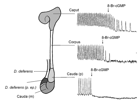 endometazin_2