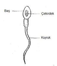 genetik4