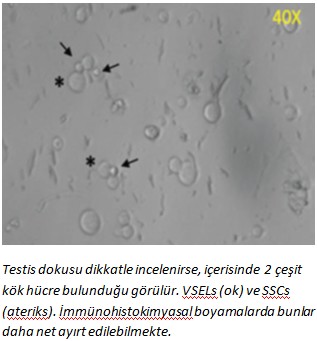 kok_hucre