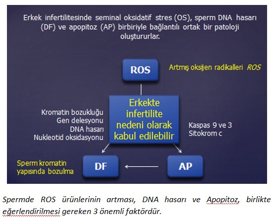 oksidatif_stres2.jpg