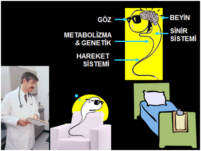 metobolizma