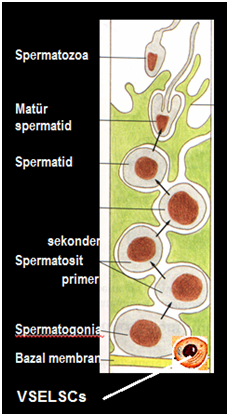 azospermi2