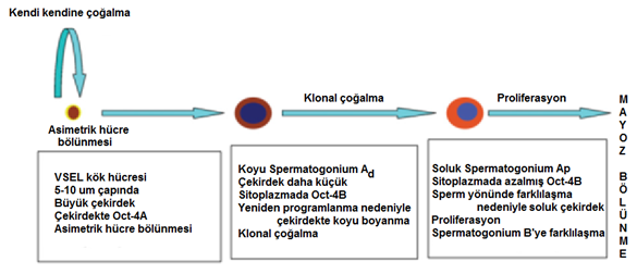 kok_hucre_3