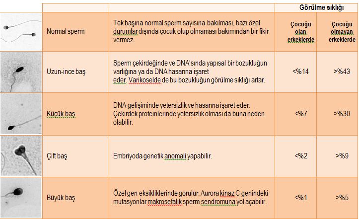 Kocasinda Sperm Sayti Az Olupda Gebe Kalanlar