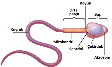 sperm_boyutu